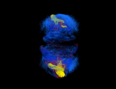 Strange Supernovae are Driven by Magnetic Fields [Video]