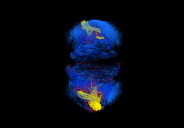 Strange Supernovae are Driven by Magnetic Fields [Video]