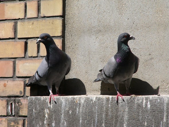 &ldquo;Like All Good Stories, It Starts with Pigeons&rdquo;
