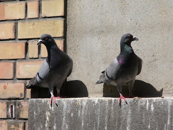 Two pigeons stand in front of a brick wall