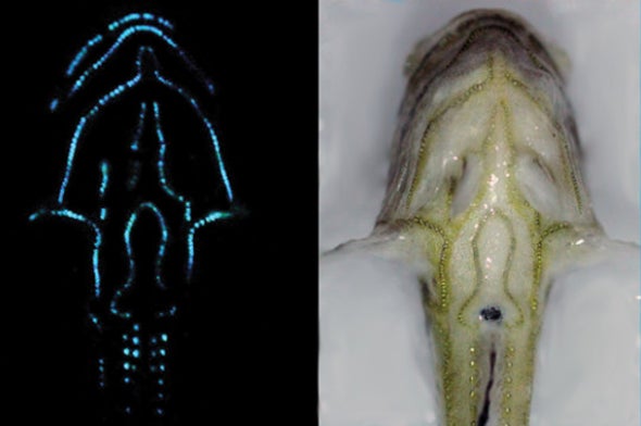80 Percent of Open-Ocean Fish Make Light
