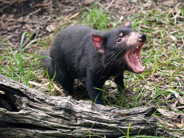 Yet Another Disease Is Attacking Tasmanian Devils