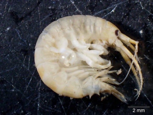 The Killer Shrimp Bullies Species into Extinction
