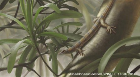 Ascendonanus