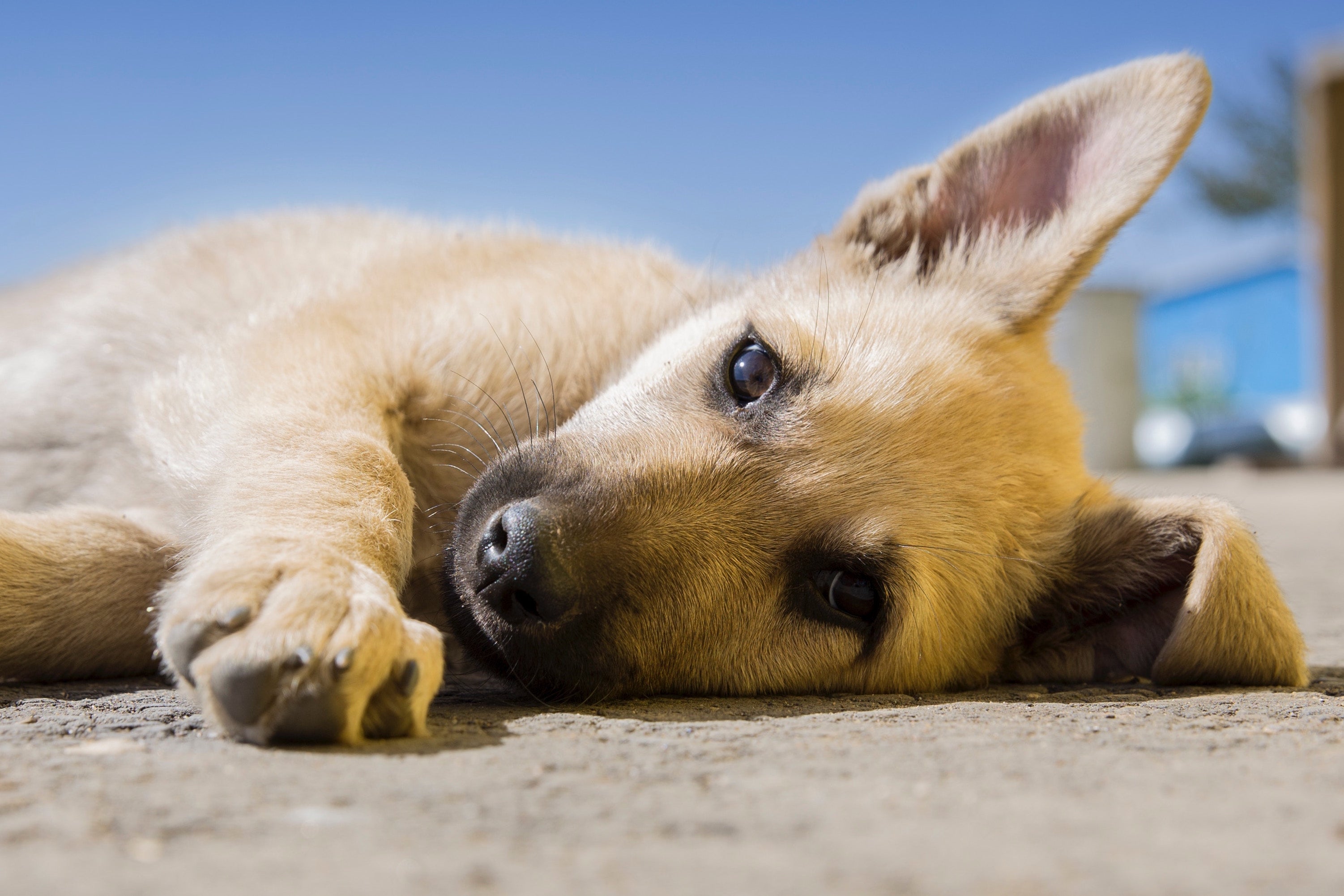 questions about dogs