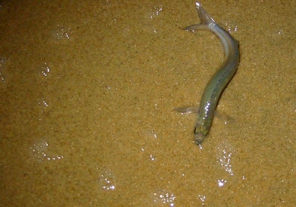 Sex on the Beach, Grunion Style