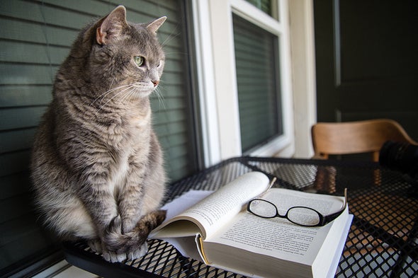The Best Books for Cat Lovers