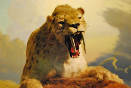 Smilodon
