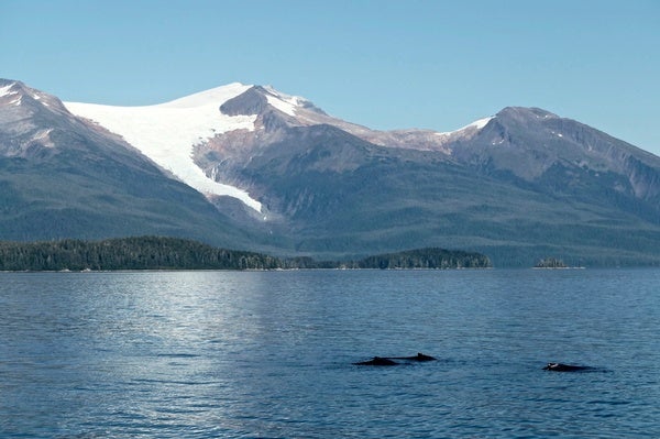 Iceless in Alaska