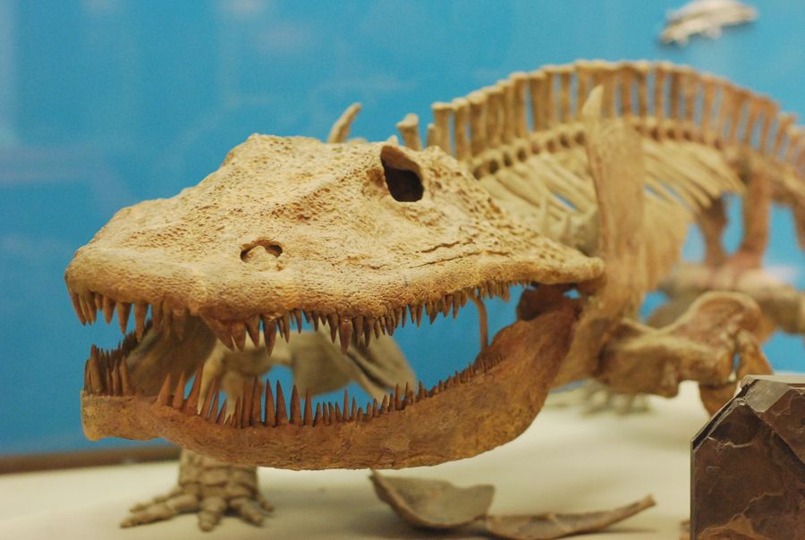 When Fingers Changed Fins | Scientific American