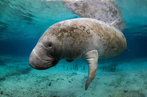 How Two Kinds of Regulation Brought Back the Manatee
