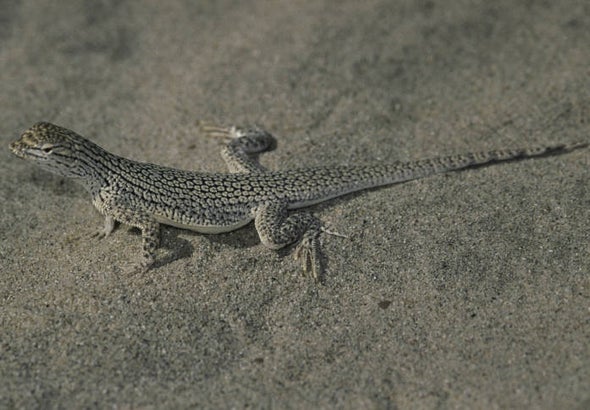 From Dune to Done? Drought Caused Sudden Decline in Rare Lizard's Genetic Diversity