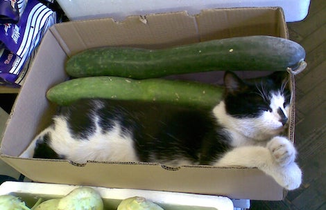 Is cucumber clearance bad for cats