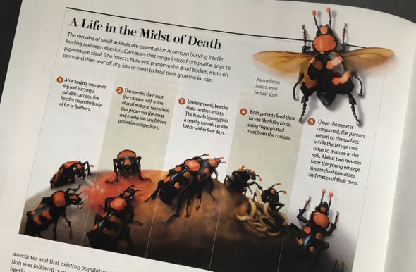 The Evolution of a <i>Scientific American</i> Graphic: Beetle Resurrection