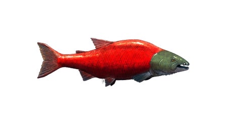 Salmon