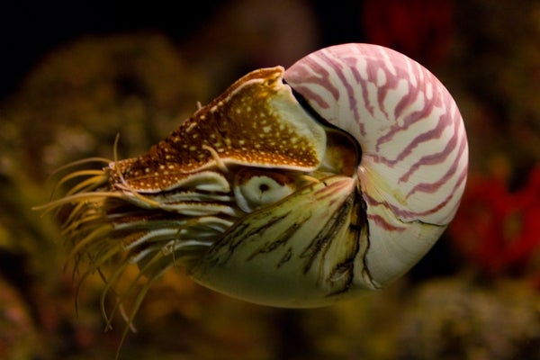 save the nautilus