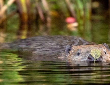 First Wild Beaver in 800 Years Confirmed in England? [Video ...