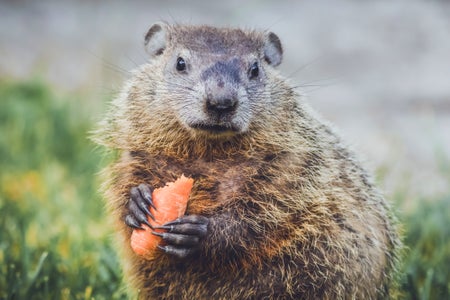 groundhog