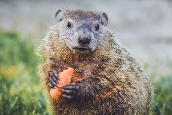 Groundhogs Don&#39;t Have a Clue - Scientific American Blog Network