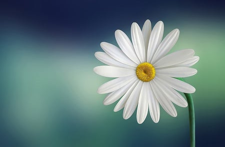A daisy with white petals and a yellow center against a blue-green background