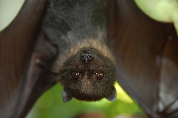 Are Bats Facing a Hidden Extinction Crisis? - Scientific American Blog ...