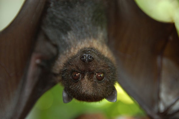 Are Bats Facing a Hidden Extinction Crisis?