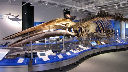 Blue whale
