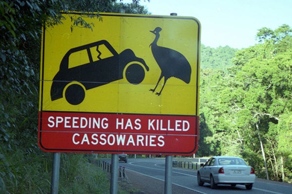It's World Cassowary Day 2016