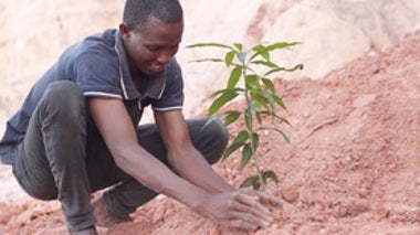 Trees for Peace