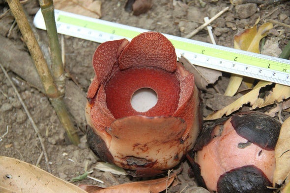 Meet the Tiny, Parasitic "Corpse Flower" That Smells Like Coconuts