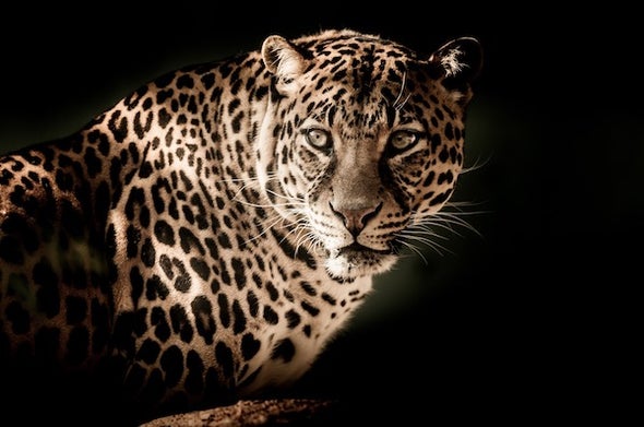 We Should Embrace Scavengers and Predators - Scientific American Blog Network We Should Embrace Scavengers and Predators - Scientific American Blog Network