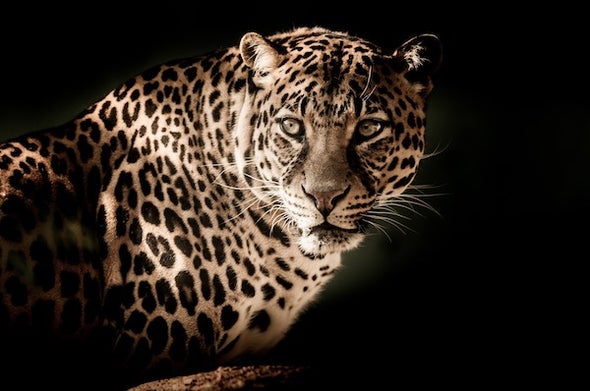 We Should Embrace Scavengers And Predators Scientific American