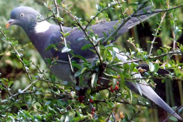 pigeons and doves 101