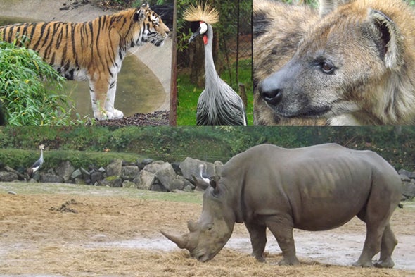 Tet Zoo Reviews Zoos: Colchester Zoo