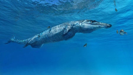 Marine croc