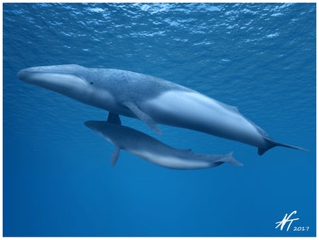 Whales