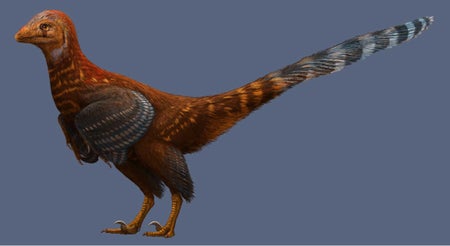 Troodontid