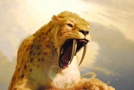 Smilodon