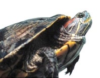 The Turtle with Human Eyes