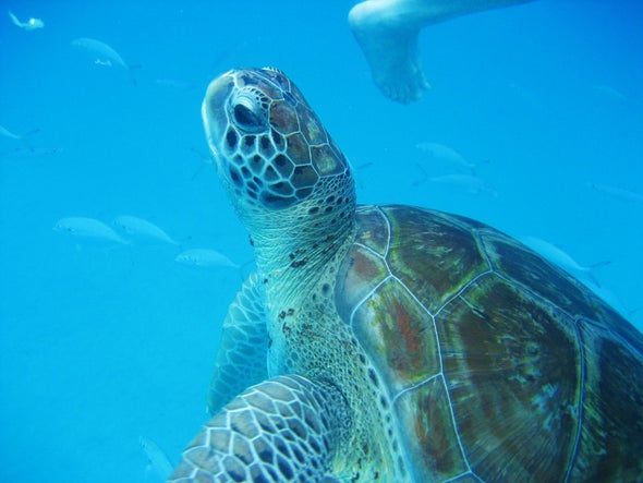 Should Tourists Swim with Endangered Sea Turtles?