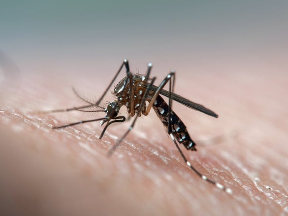Living with Disease-Carrying Mosquitoes