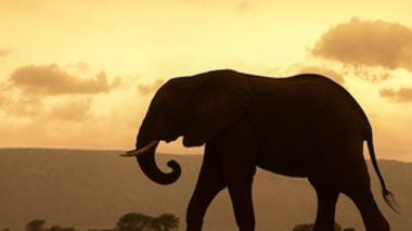 Scarica Gratis Images Scientific American Blog Network Scientific American Blog Network le plus cool par