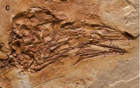Junornis