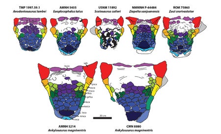Ankylosaur skulls