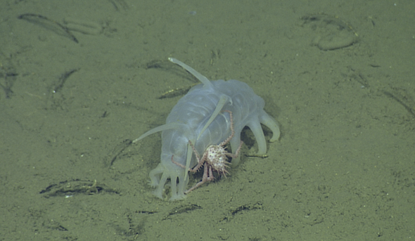 Why Are Juvenile Crabs Hitching Rides on Sea Pigs?