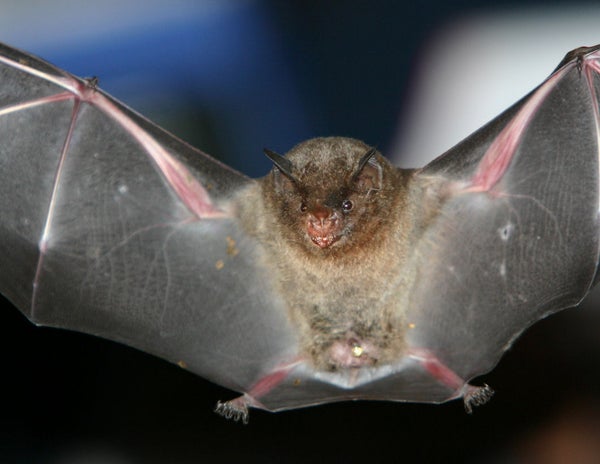 silky short-tailed bat