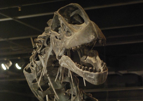 Looking Camarasaurus in the Mouth