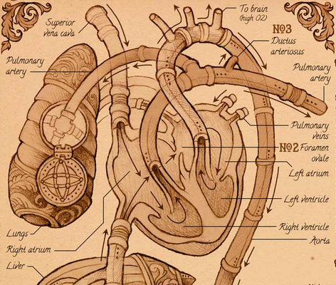 The Visual Story of the Human Heart - Scientific American Blog Network