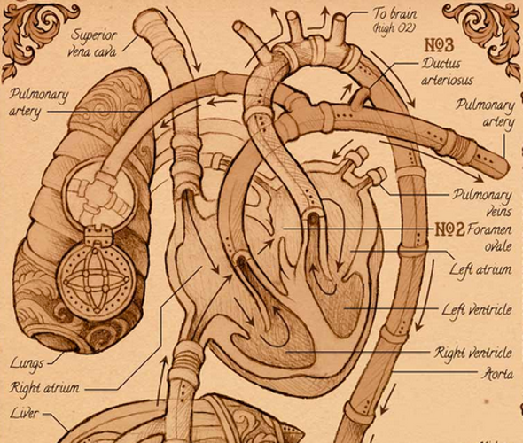 The Visual Story of the Human Heart