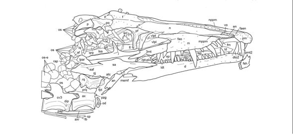 Paleo Profile: The Dream Coast Crocodile